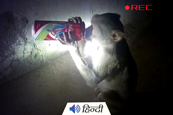 Uttar Pradesh: A Beer Loving Monkey Goes Viral
