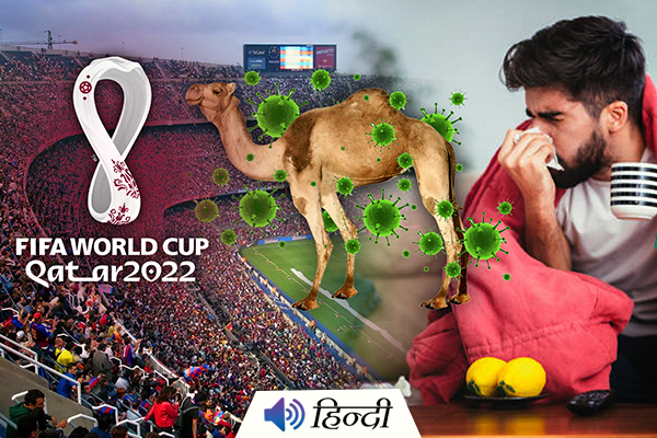 WHO Warns of Deadly Camel Flu At FIFA World Cup