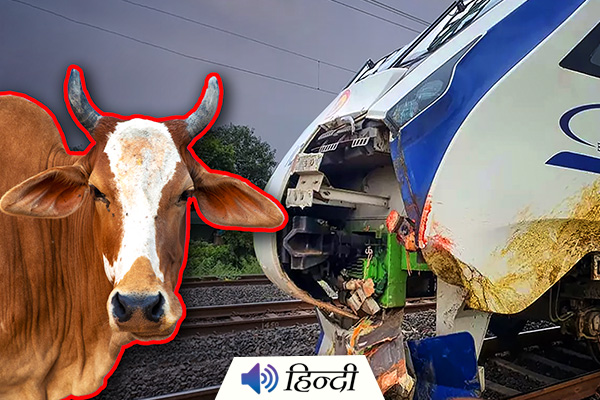 Vande Bharat Train Sends a Cow Flying & Kills Man on Tracks