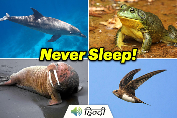 Meet Animals That Never Sleep