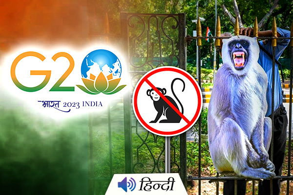 Langur Cut-Outs Displayed Along G20 Route to Prevent Monkeys