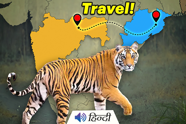 Tiger Travels 2000 KM to Find a Partner