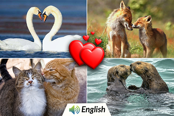 How Animals Show Affection?