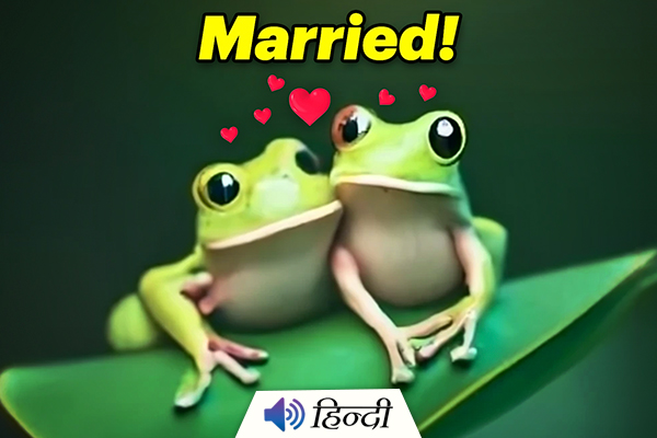 The Bizarre Tradition of Frog Weddings in India