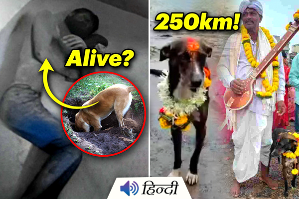 Agra Man Claims to Be Buried Alive and Saved by Stray Dogs