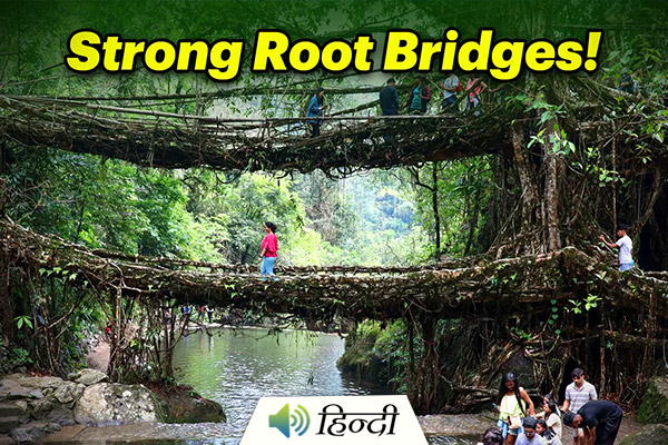 The Astounding Living Tree Root Bridges of Meghalaya