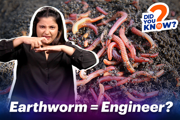 Why Earthworms Are Important?