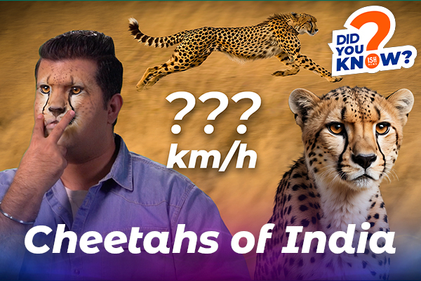 The Cheetahs of India