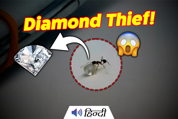 Tiny Thief in Surat: Ant Caught Stealing Diamond!