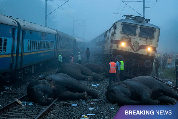 Train Hits Elephant Herd in Assam, 7–8 Elephants Killed